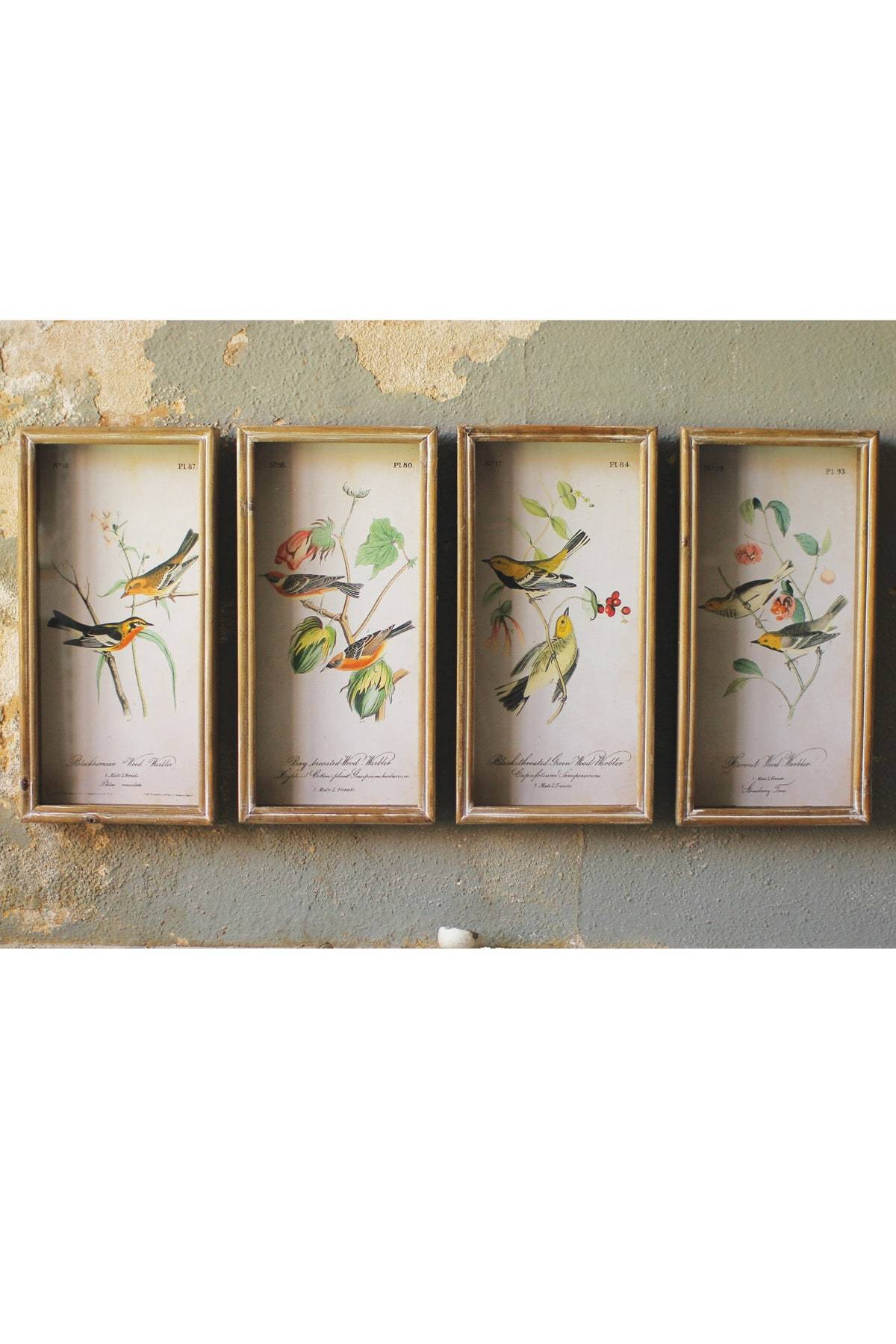 Kalalou Set Of 4 Framed Bird Prints Uunder Glass