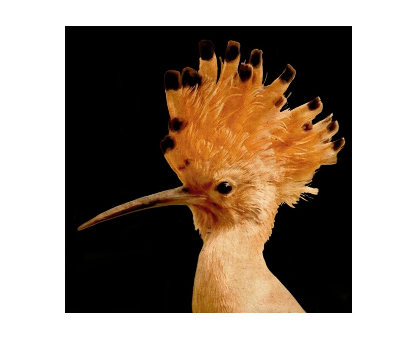 Leftbank Art Exotic Bird II