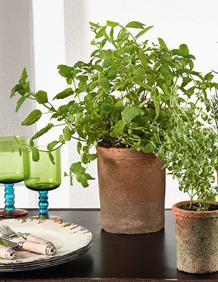 Saro Clay Cachepot Planters, Troughs & Cachepots, Saro, - Modish Store