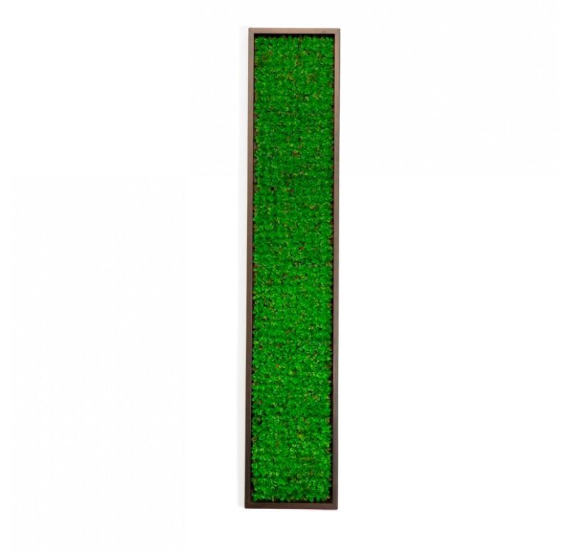 Gold Leaf Design Group Green Wall Of Succulent Groundcover