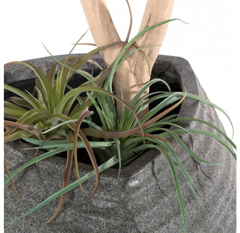 Gold Leaf Design Group Redwood & Tillandsia Mix In Trapezoid Planter