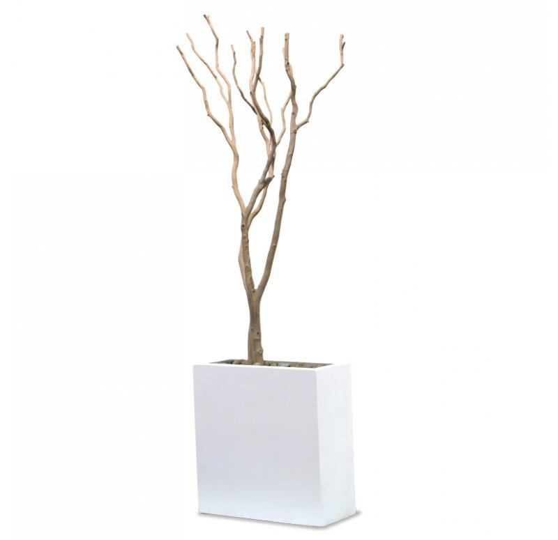Gold Leaf Design Group Sandblasted Redwood In Tall White Rectangle Planter