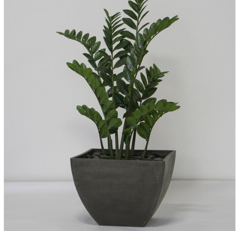 Gold Leaf Design Group Zamifolia In Kamiko Planter