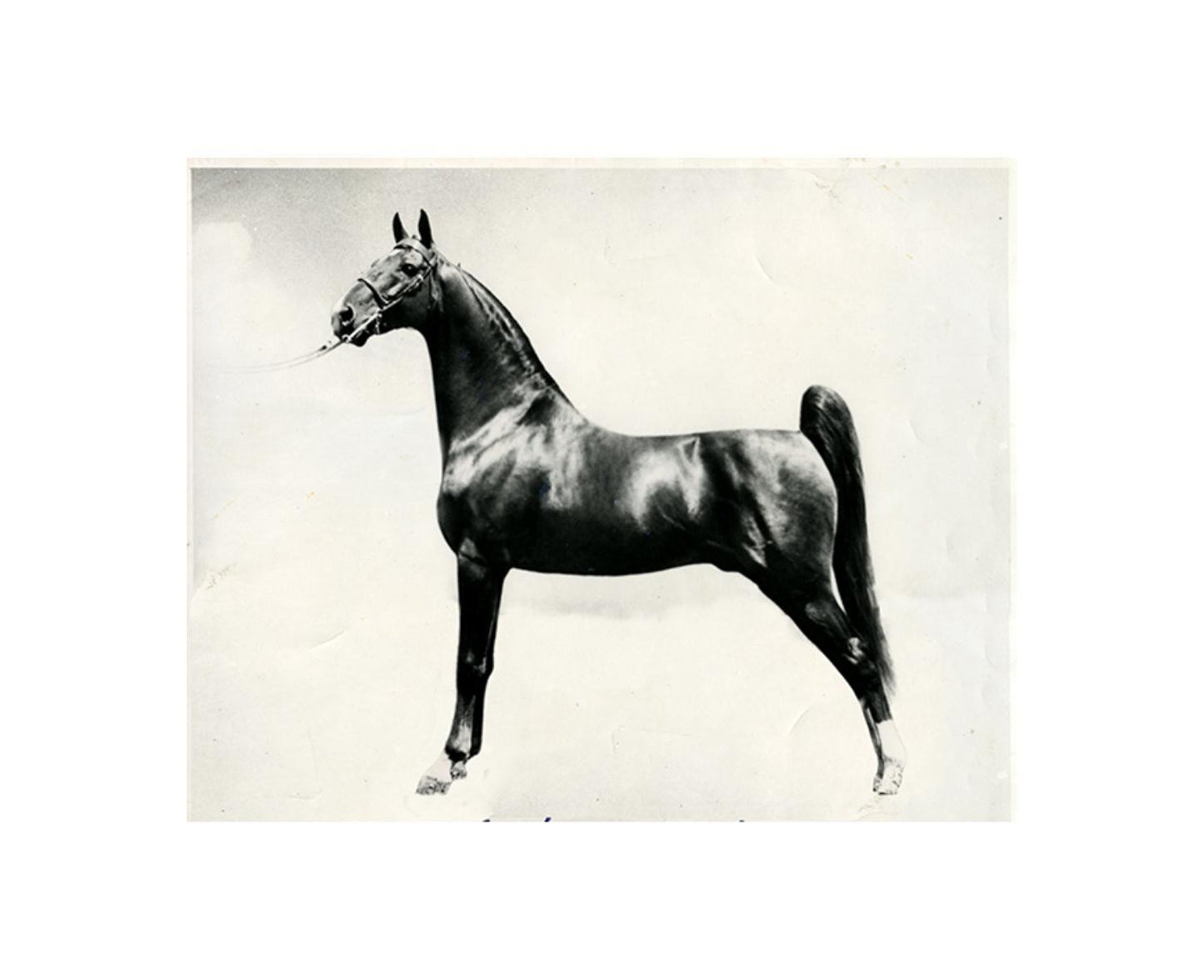 Leftbank Art Horse Black and White Bred II