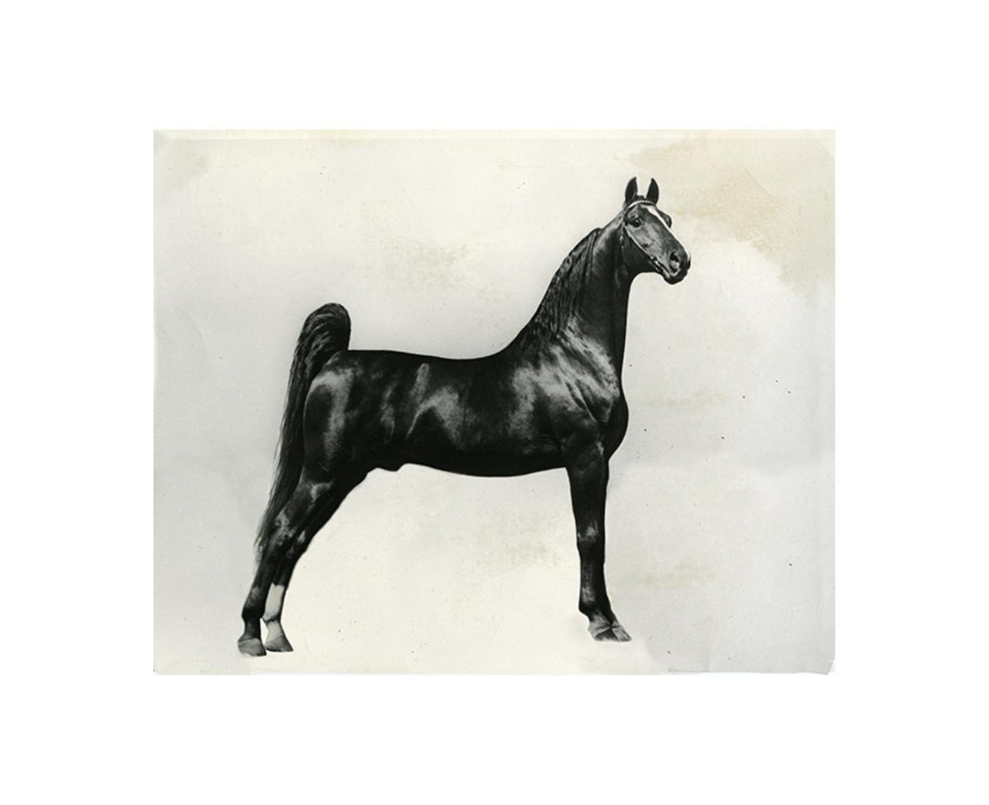 Leftbank Art Horse Black and White Bred I