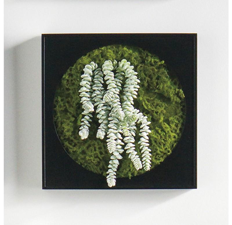 Gold Leaf Design Group Mini Green Wall Burro's Tail