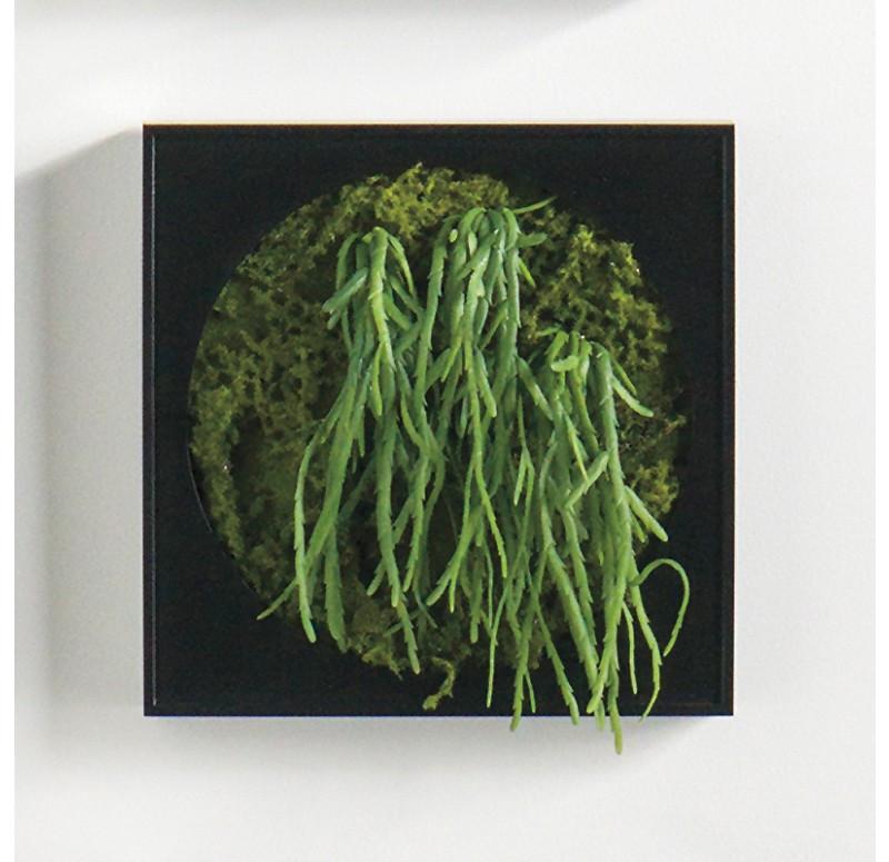 Gold Leaf Design Group Mini Green Wall Crassula Hanging