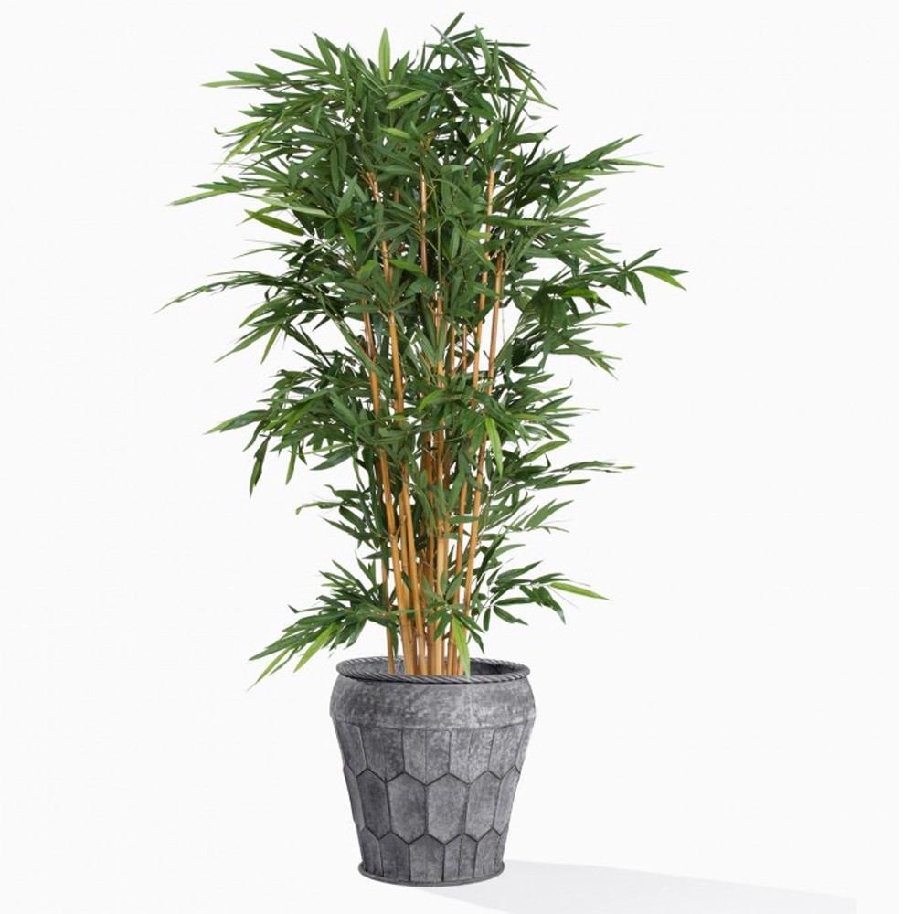Gold Leaf Design Group Bamboo Tree In Pompeii Planter