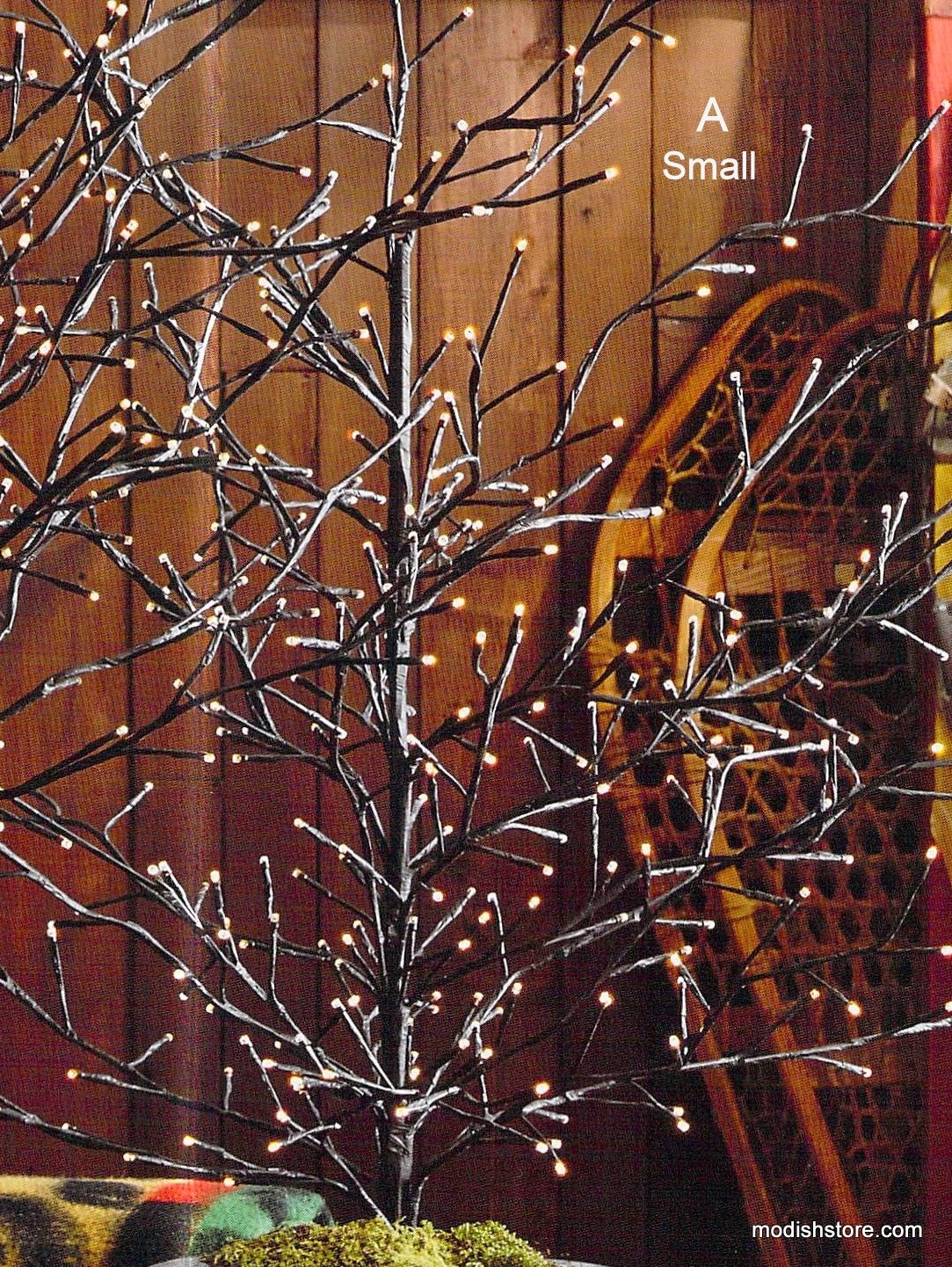 Roost Lighted Branchy Trees