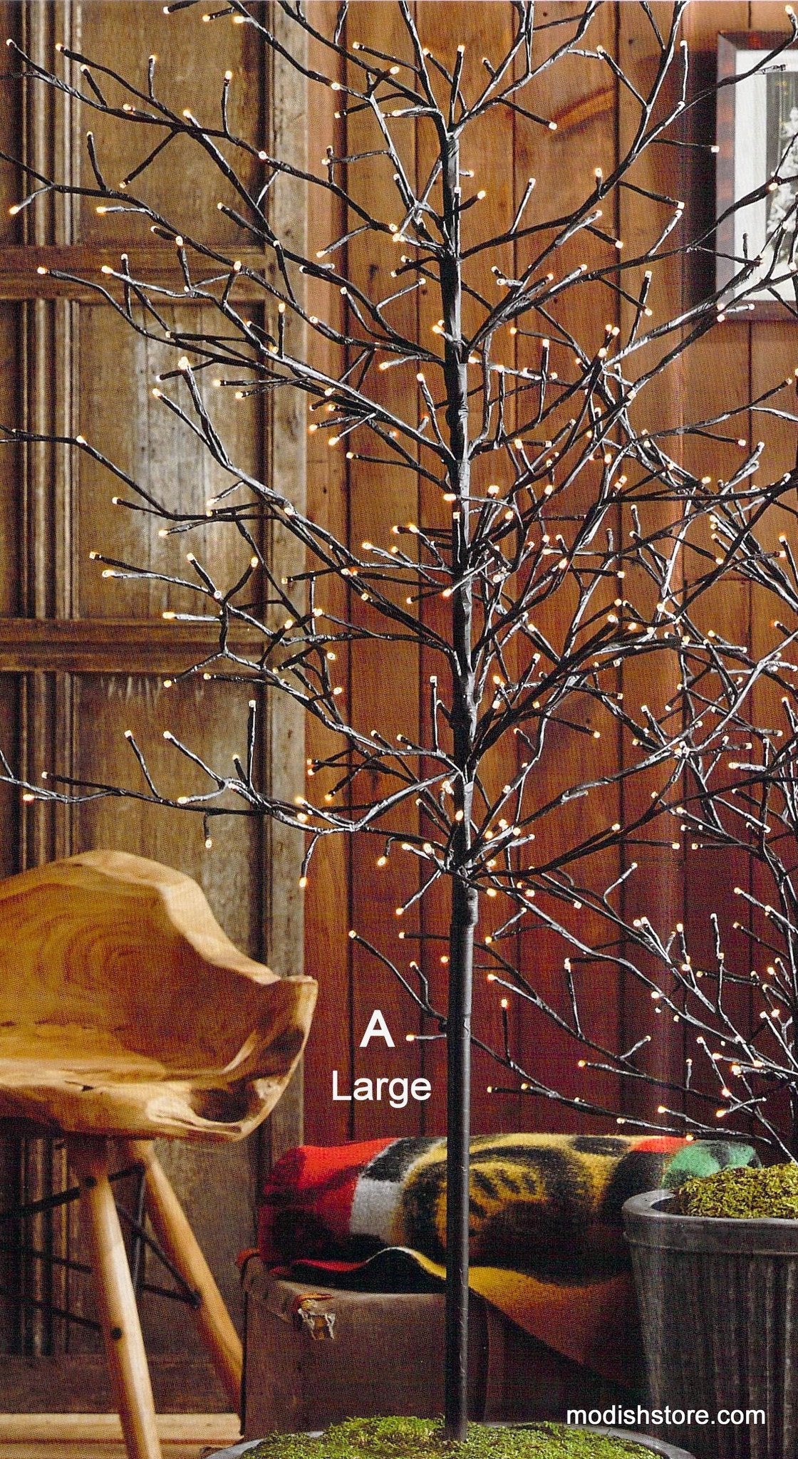 Roost Lighted Branchy Trees