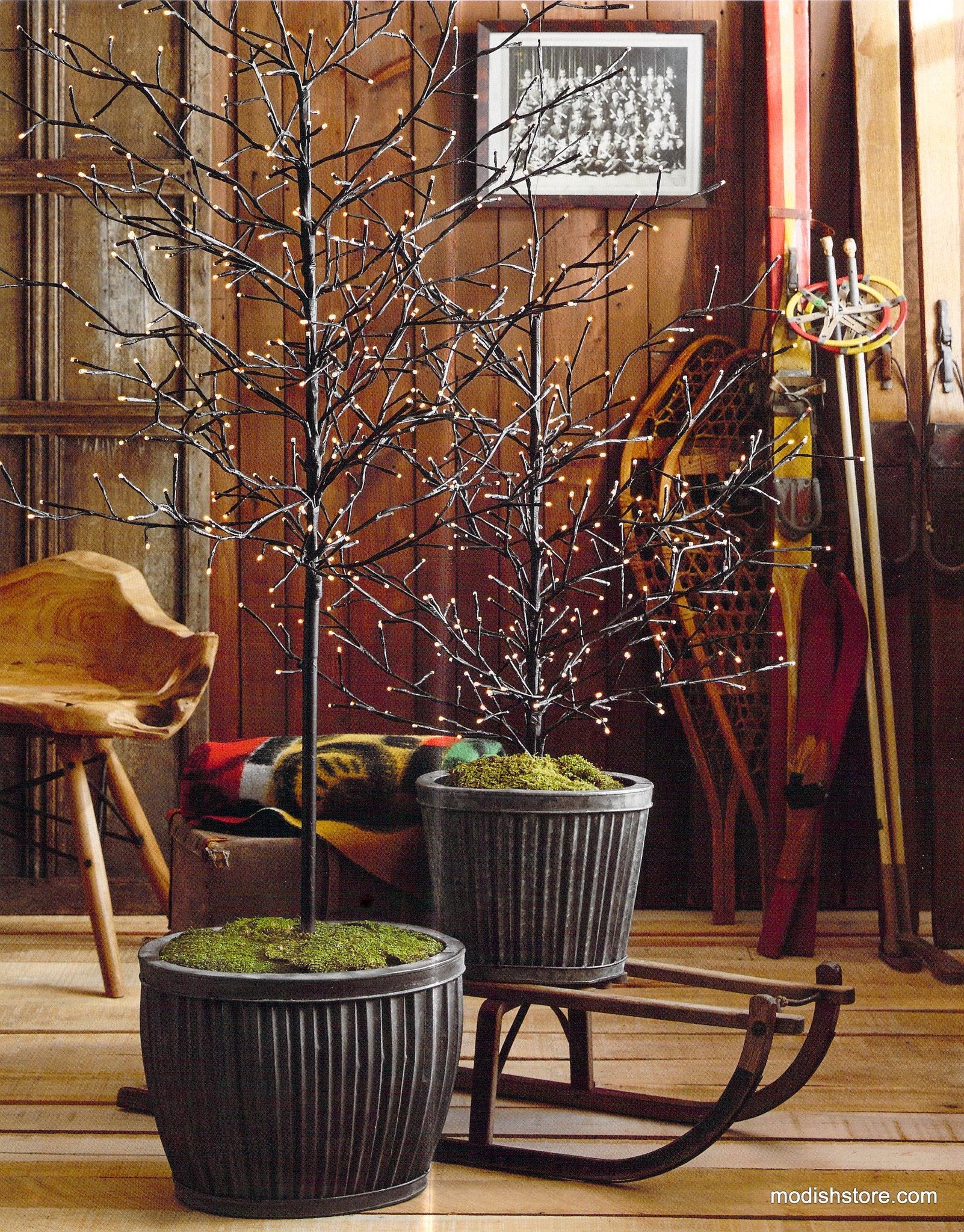 Roost Lighted Branchy Trees