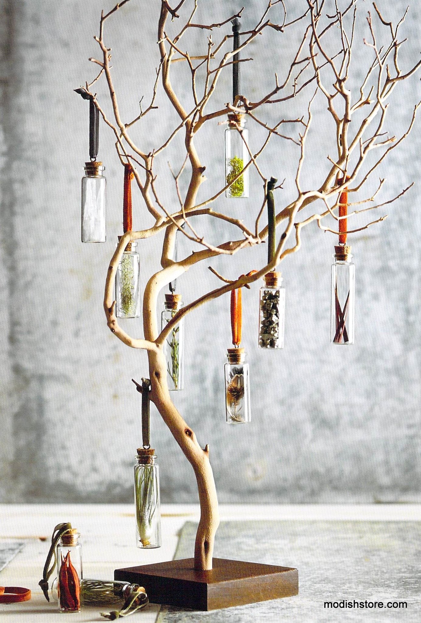 Roost Manzanita Tree