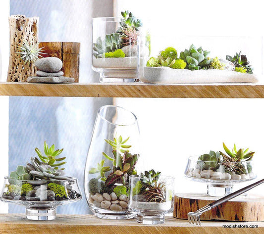 Roost Modern Glass Cylinder Footed Terrariums