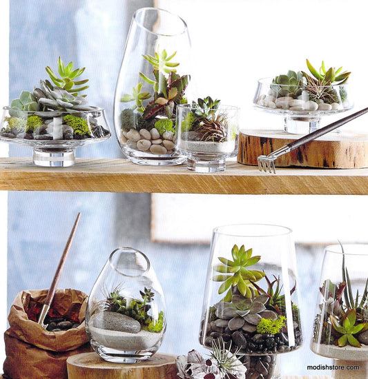 Roost Modern Glass Curve Terrariums