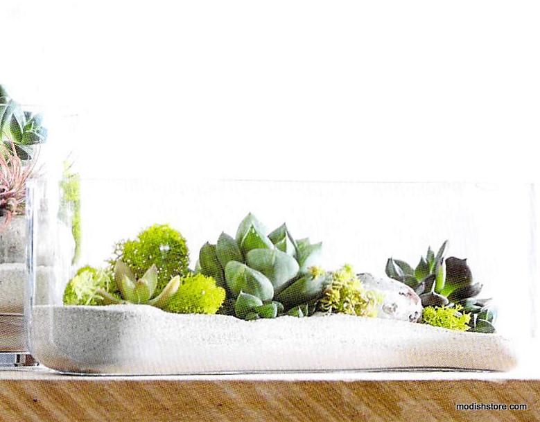Roost Modern Glass Oval Long Terrarium