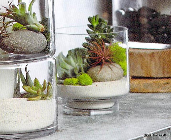 Roost Modern Glass Cylinder Footed Terrariums
