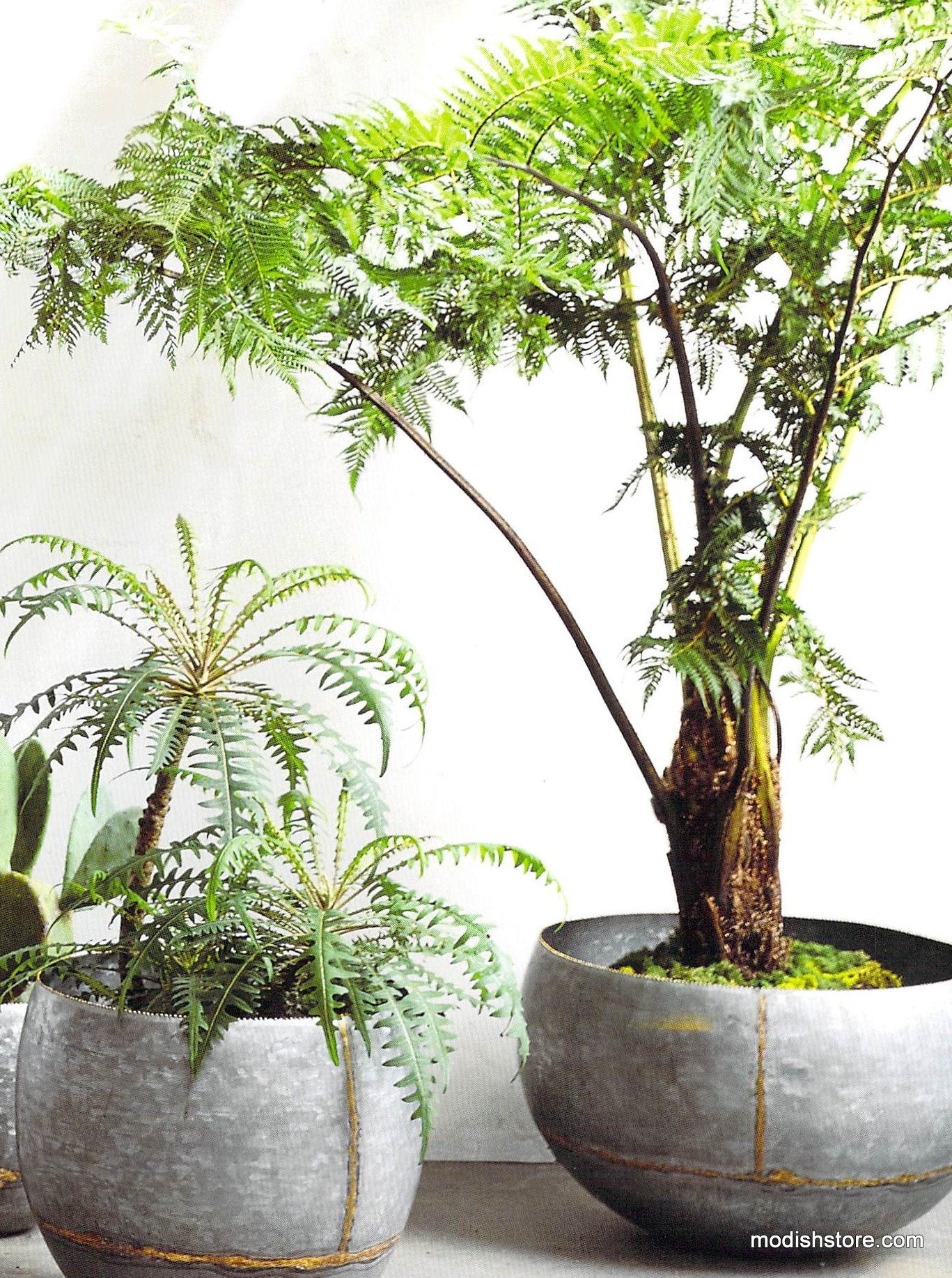Roost Braza Wide Planter - Set of 3