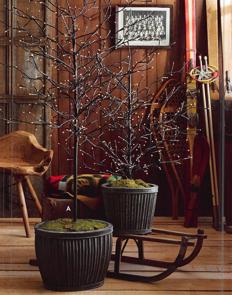 Roost Lighted Branchy Trees