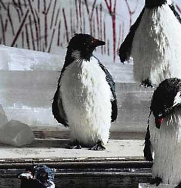 Roost Penguin Ornaments