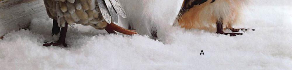 Roost Snowfall To Go - Set Of 6