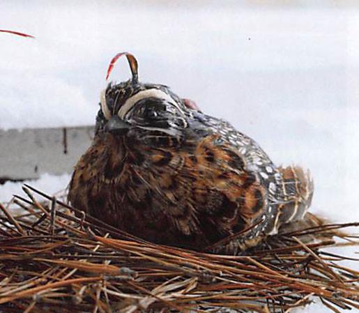 Roost Cardinal & Quail Ornaments