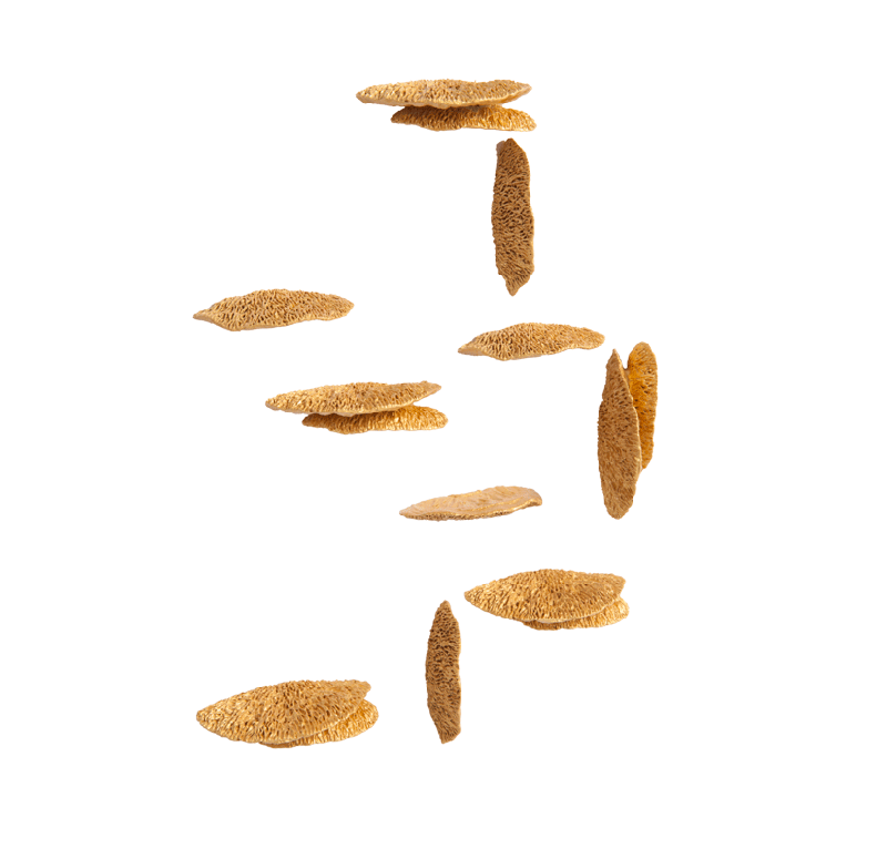 Gold Leaf Design Group Shelf Mushroom Wall Play - Set Of 10