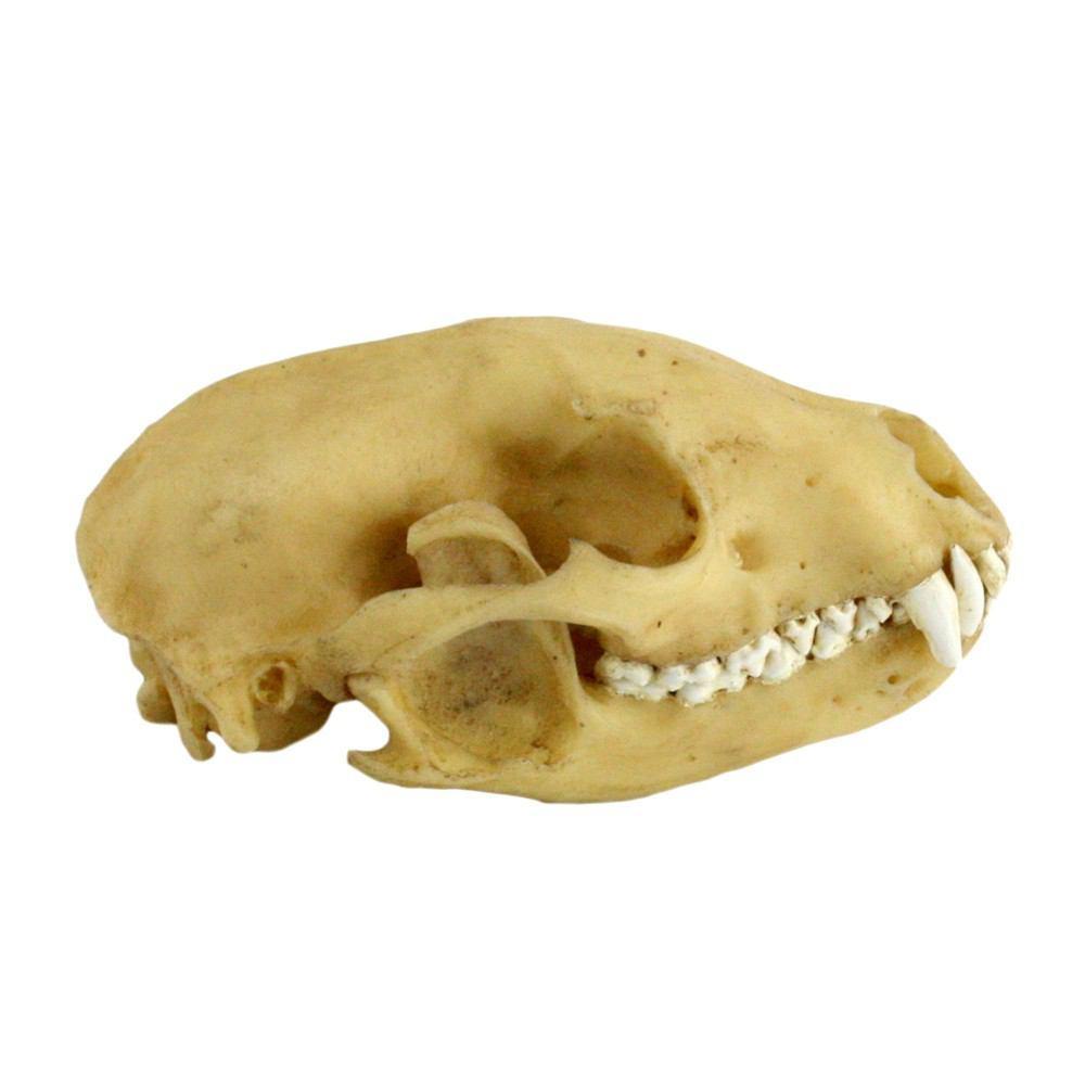 HomArt Raccoon Skull - Resin - Set of 4
