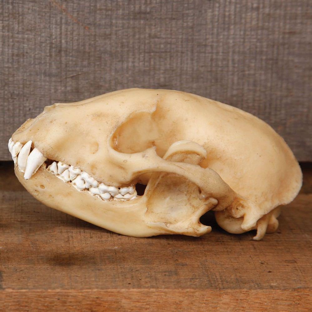 HomArt Raccoon Skull - Resin - Set of 4 - Feature Image