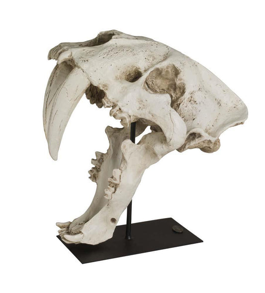 SaberTooth Skull By Authentic Models