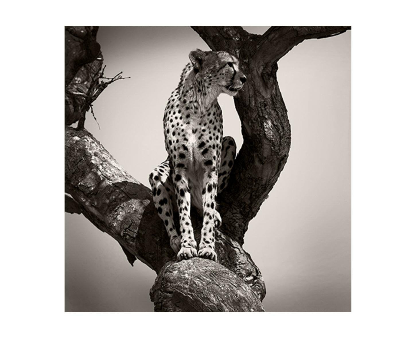 Leftbank Art African Animals Series, Cheetah B