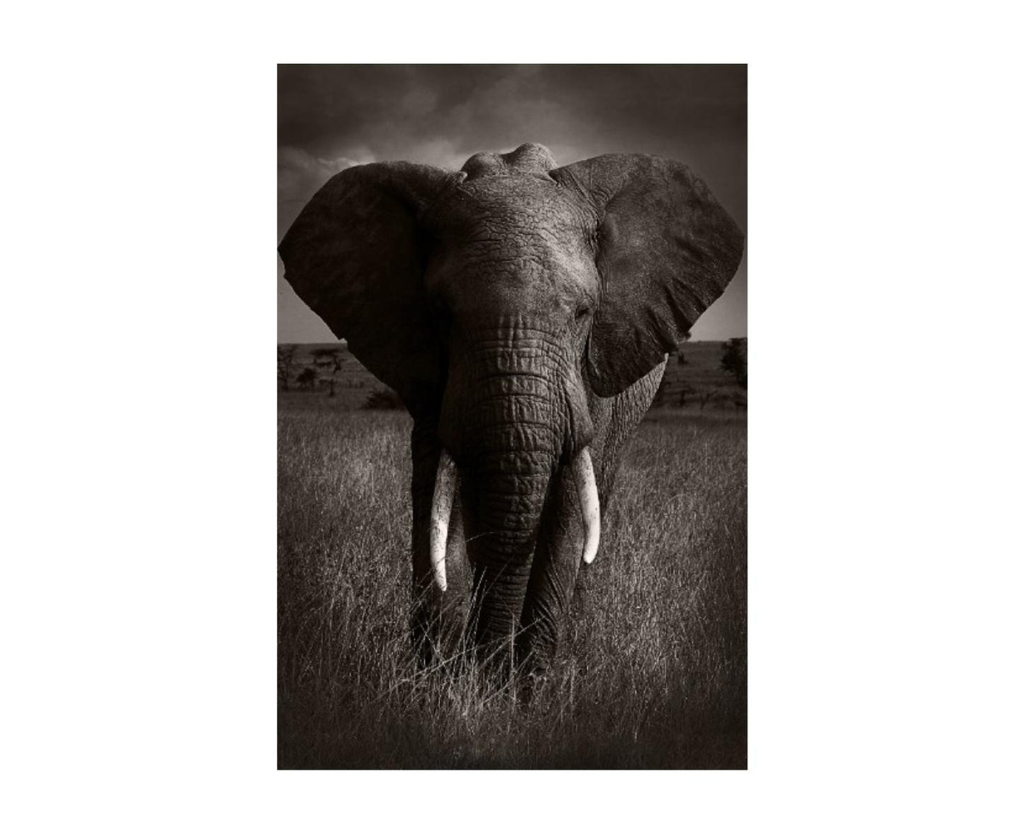 Leftbank Art African Animals Series, Elephant A