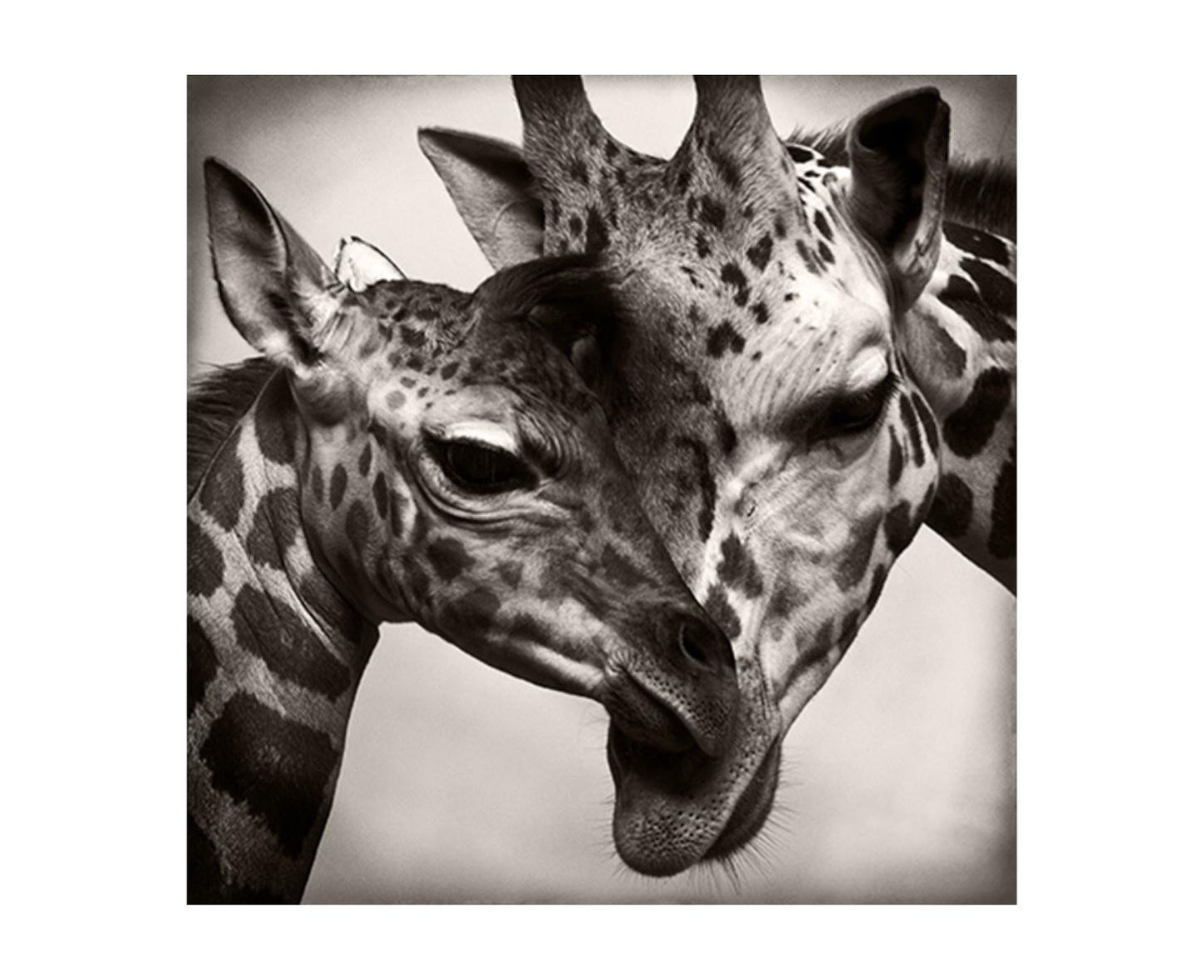 Leftbank Art African Animals Series, Giraffe B