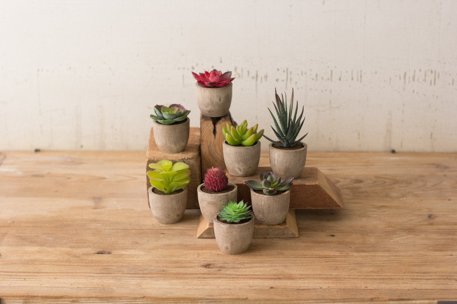 Kalalou Miniature Succulents - Set Of 8