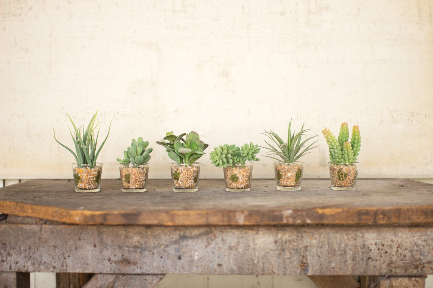 Kalalou Succulents In Glass Containers - Set Of 6
