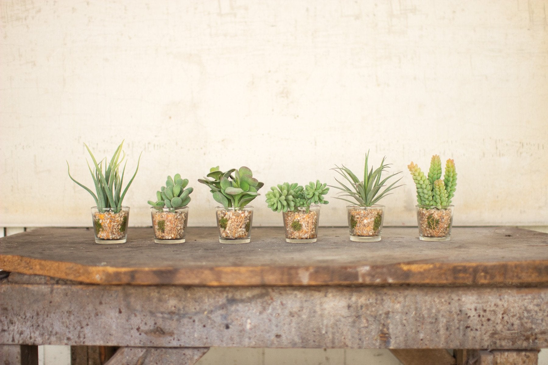 Kalalou Succulents In Glass Containers - Set Of 6