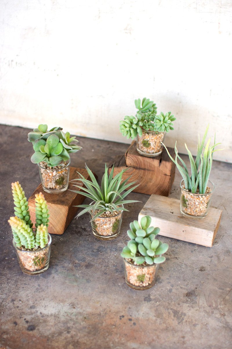 Kalalou Succulents In Glass Containers - Set Of 6