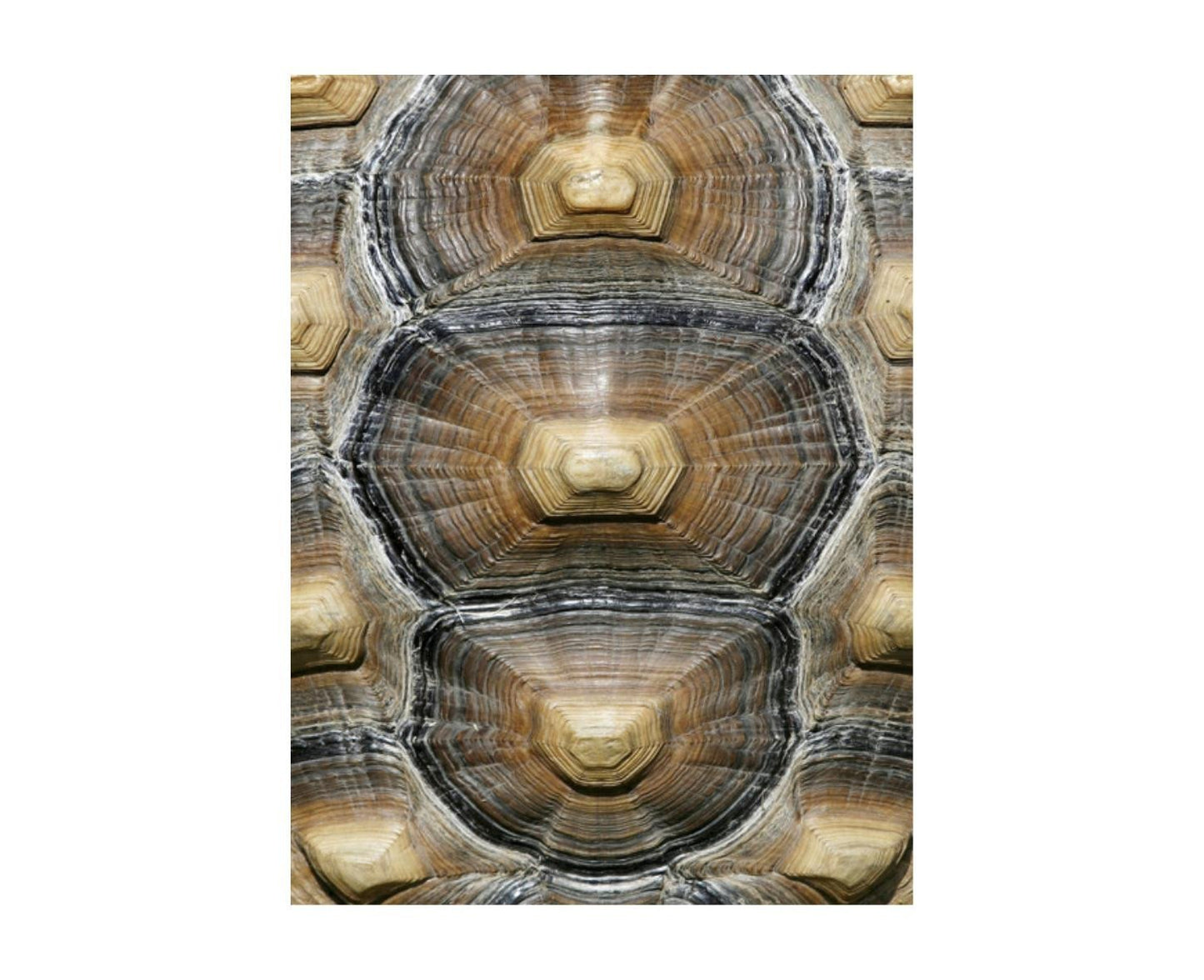 Leftbank Art Carapaced Motif VI