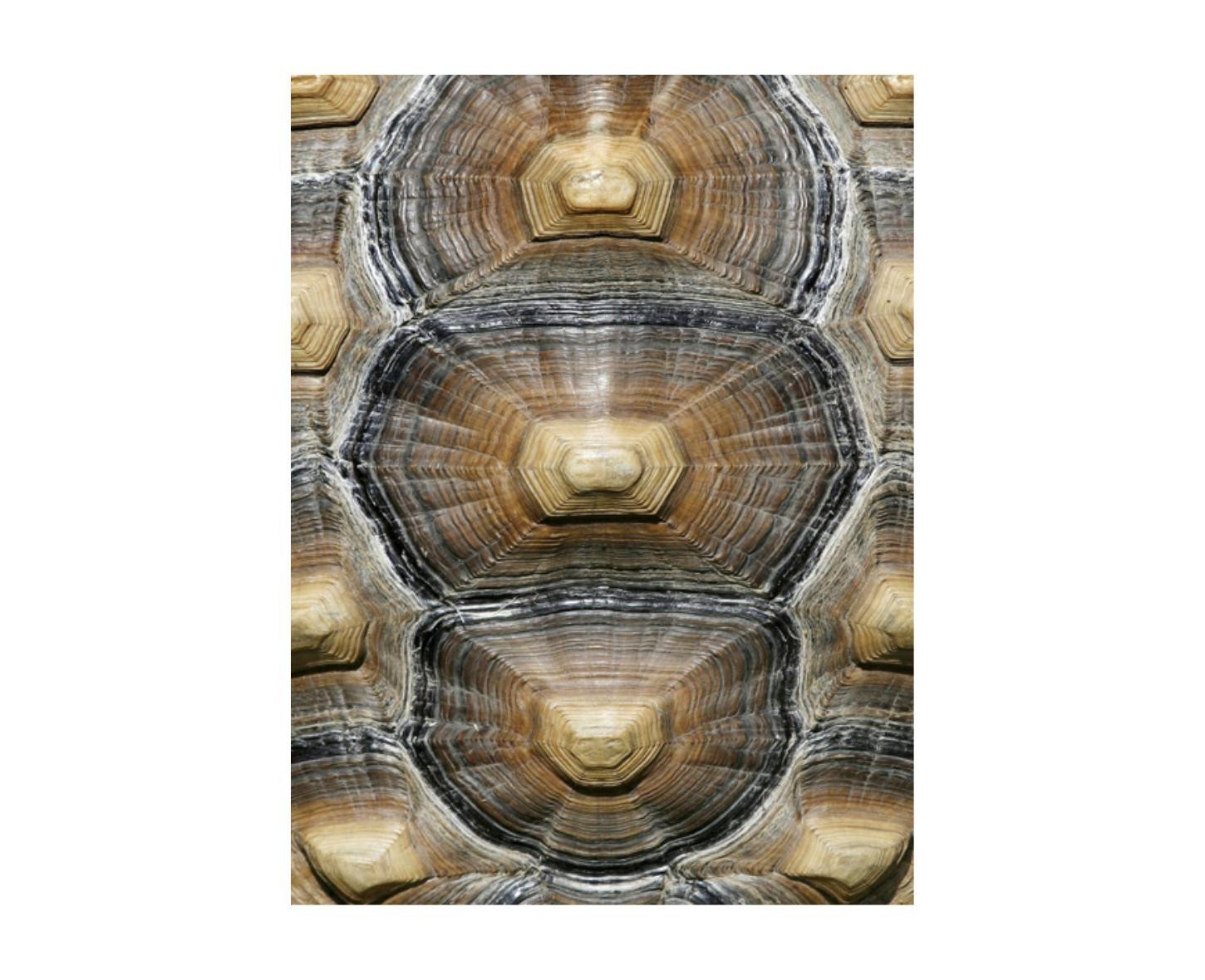 Leftbank Art Carapaced Motif VI
