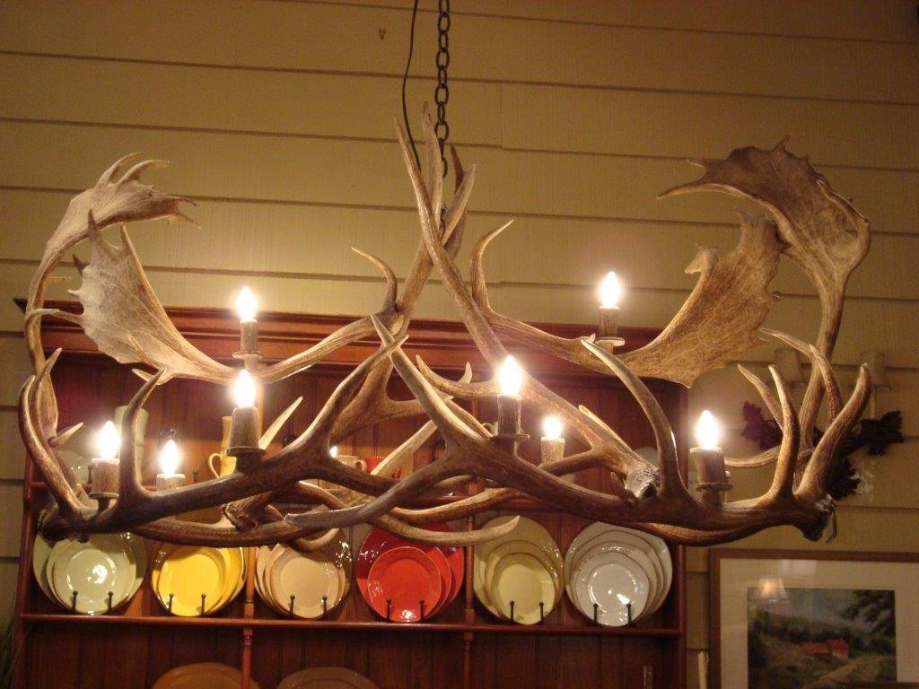 Antlerworx 10 Light Elk/Fallow Oval Antler Chandelier (AWC-28)