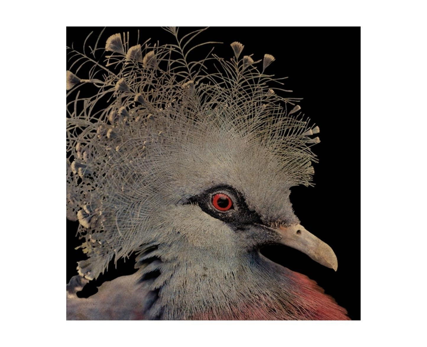 Leftbank Art Exotic Bird I