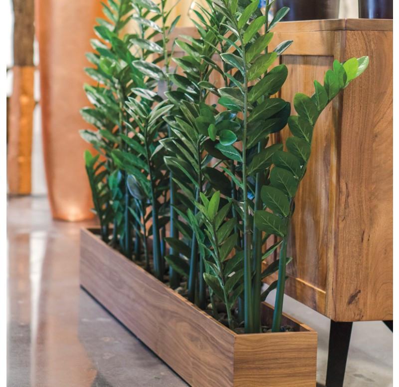 Gold Leaf Design Group Zamifolia Plants In Rectangle Planter