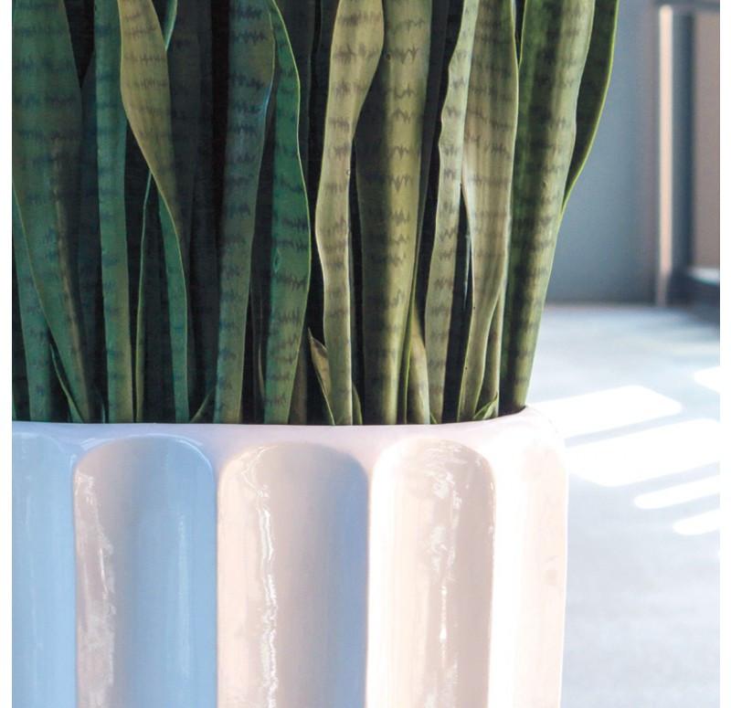 Gold Leaf Design Group Sansevieria In Pia Planter