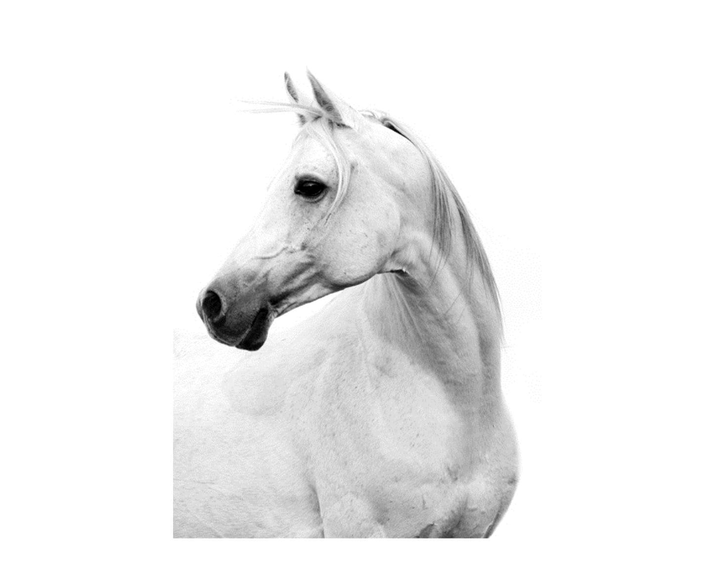 Leftbank Art Le Cheval Blanc III