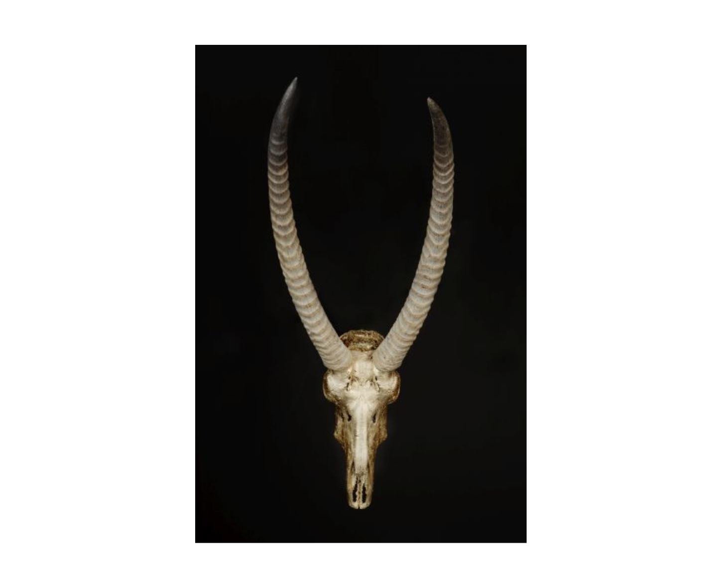 Leftbank Art Skull and Bones III