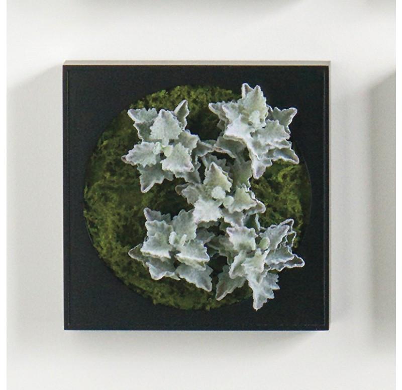 Gold Leaf Design Group Mini Green Wall Oakleaf Kalanchoe