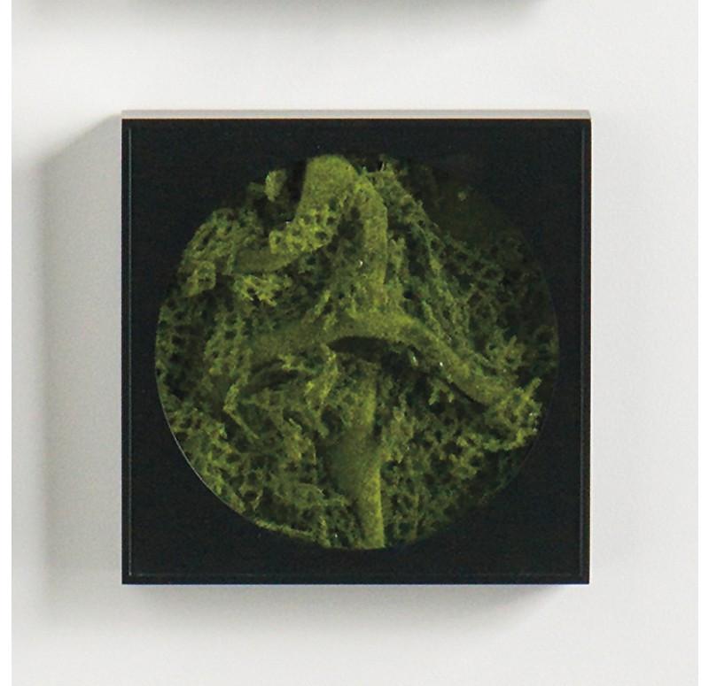 Gold Leaf Design Group Mini Green Wall Moss