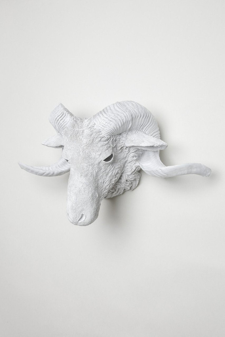 Interior Illusions Rams Head Taxidermy