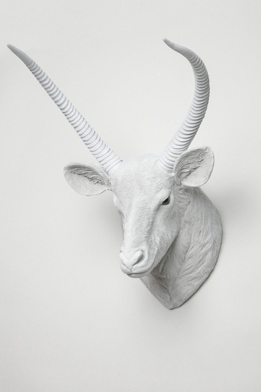 Interior Illusions Buck Head Taxidermy